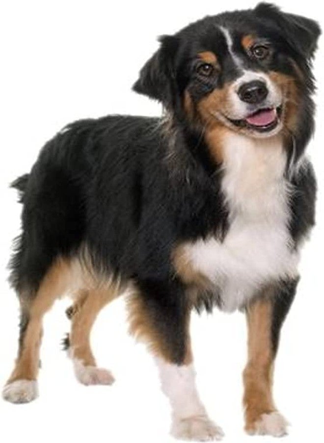 Pet Believe طقم حزام ومقود قابل للتعديل من بيت بيليف لجميع سلالات الكلاب (أحمر) - Image 5